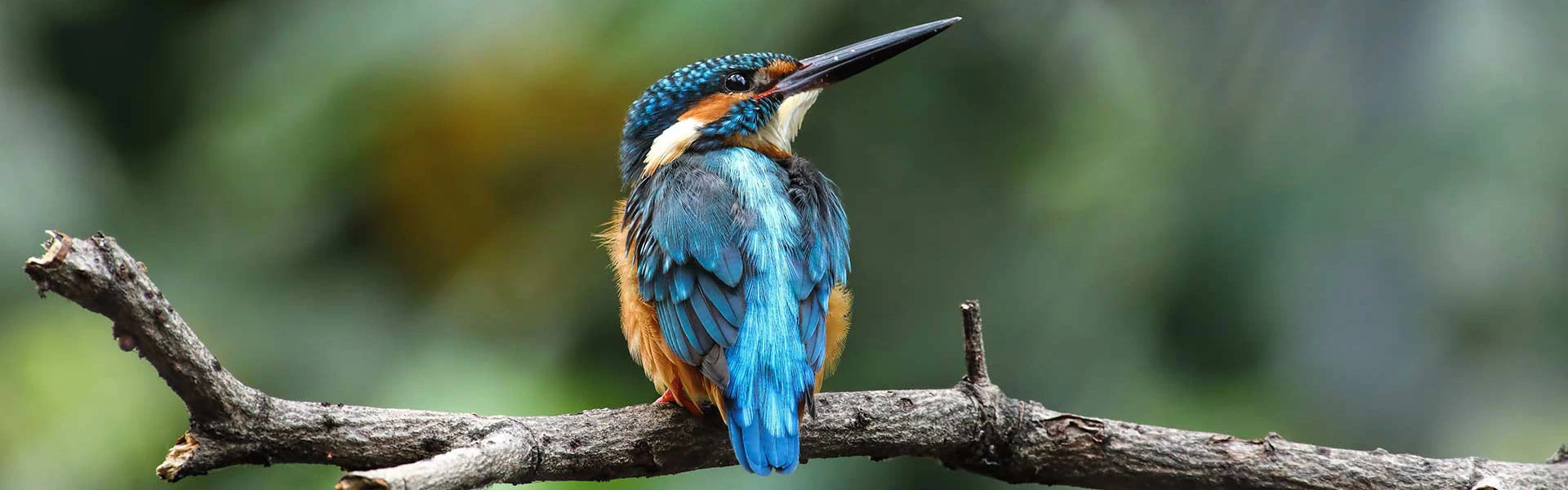 Bird Watching