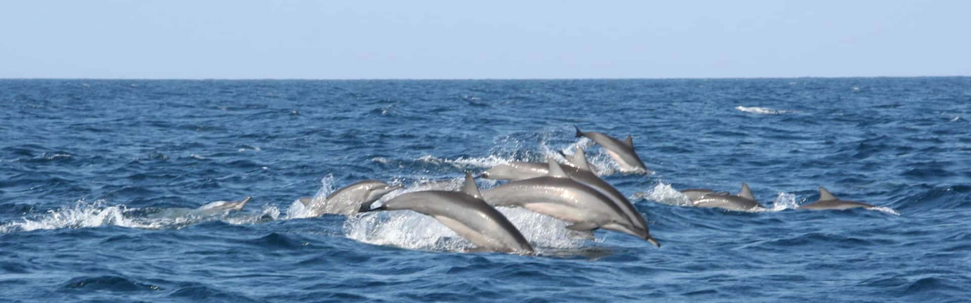 Whale & Dolphin Watching