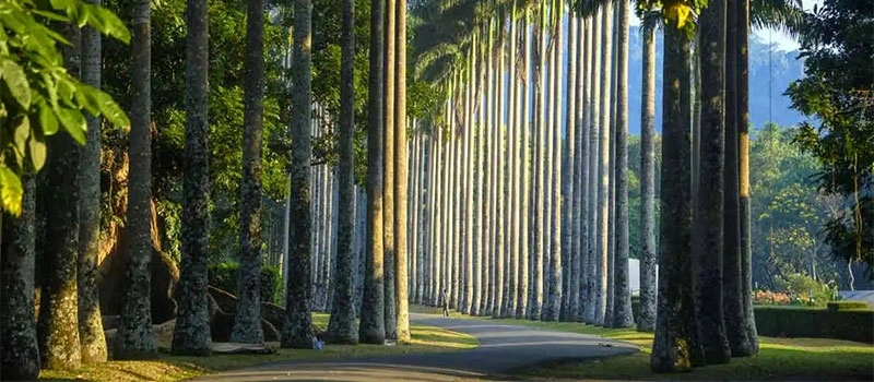 Peradeniya Gardens