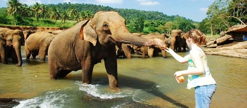 Pinnawala Elephant Orphanage