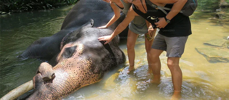 Pinnawala Elephant Orphanage